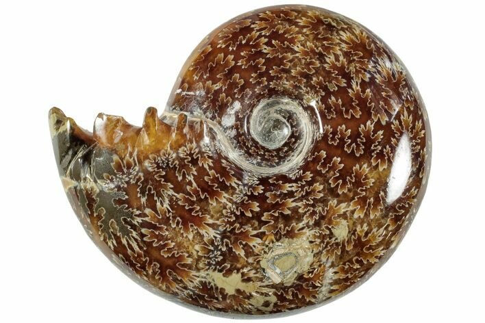 Polished Agatized Ammonite (Phylloceras?) Fossil - Madagascar #236603